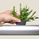 Pendularis - LIGHTED - Floating Indoor Garden 13